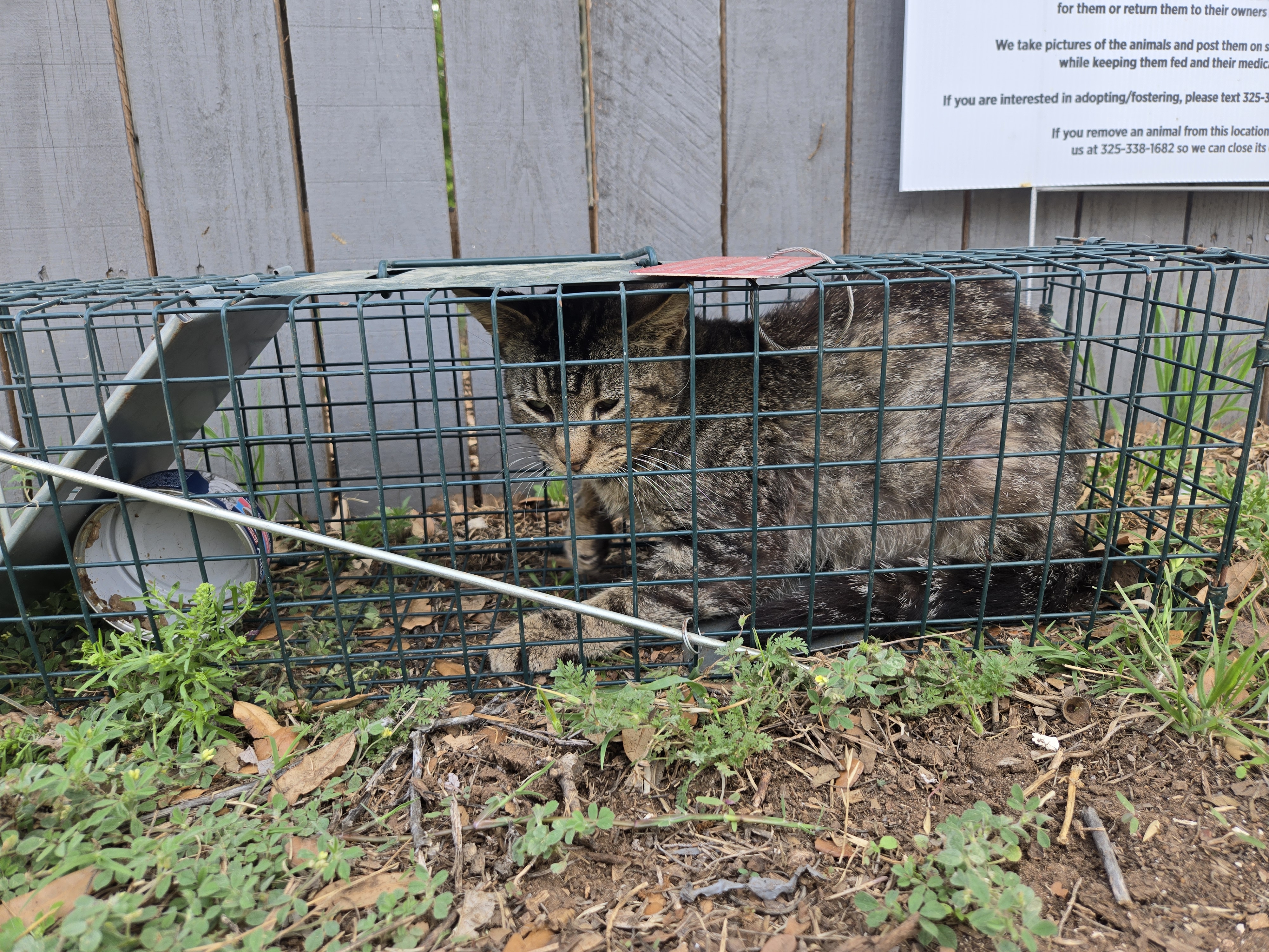 Community Cat TNR