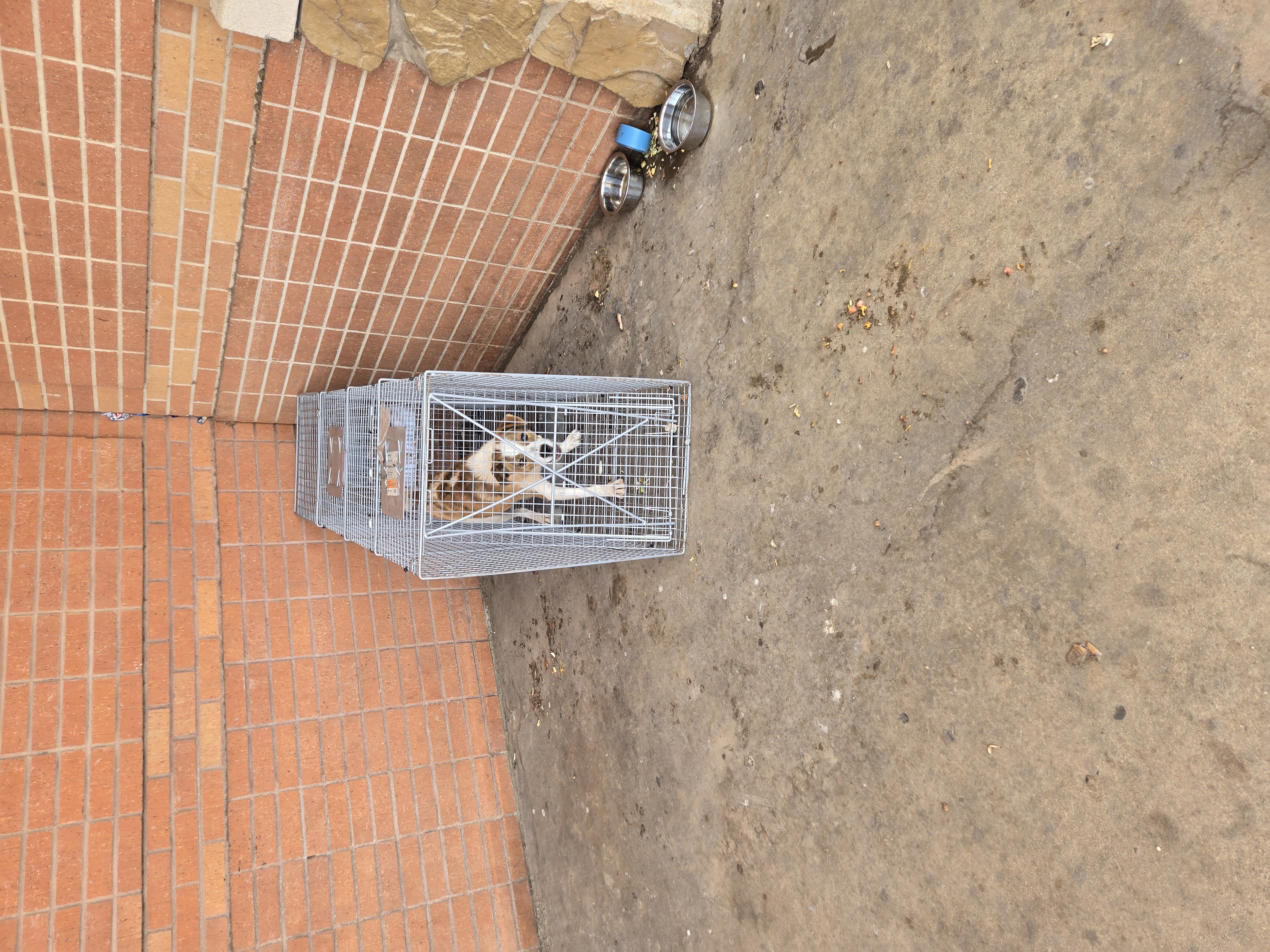 Dog Box Trap