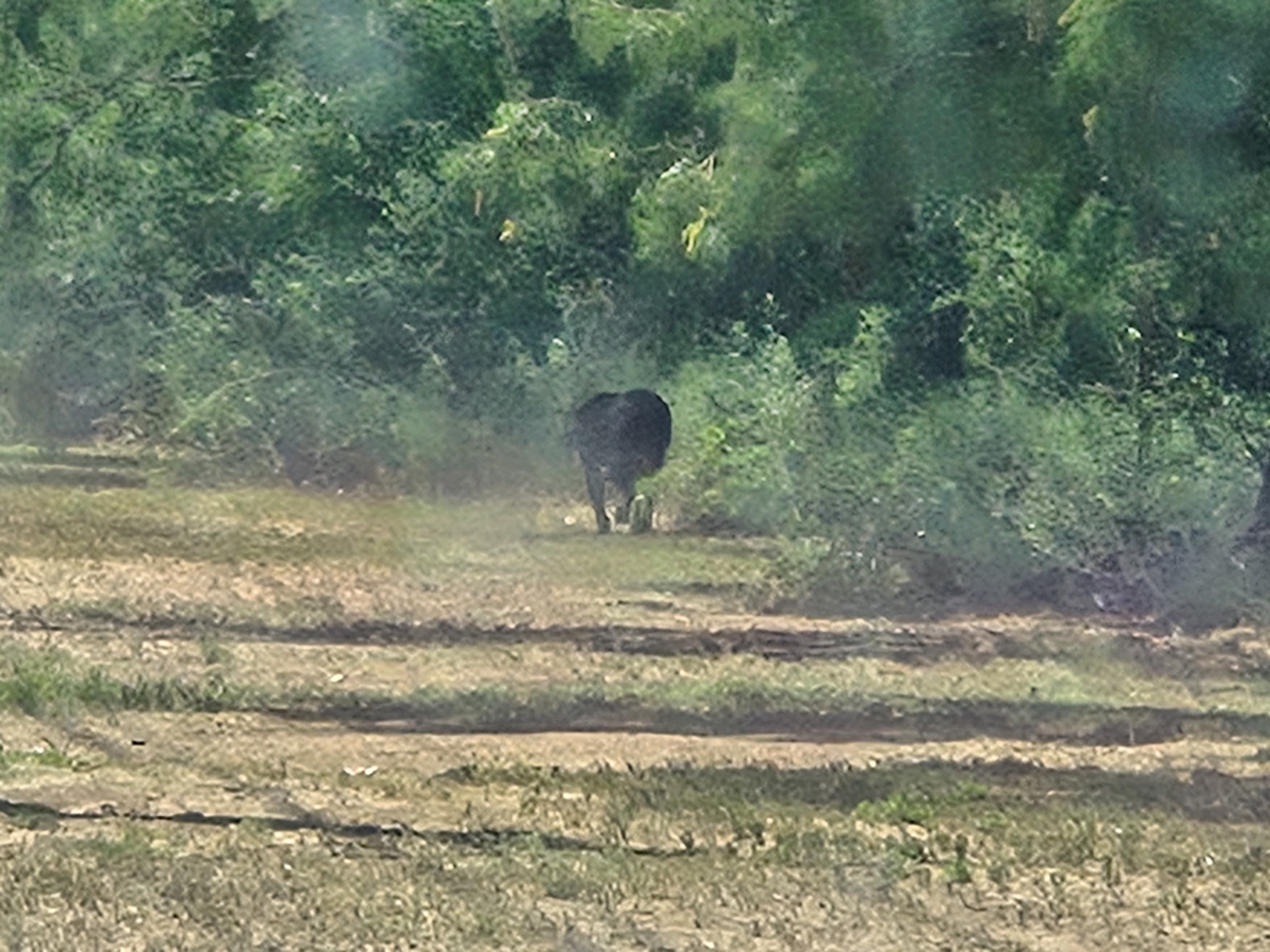Stray Dog