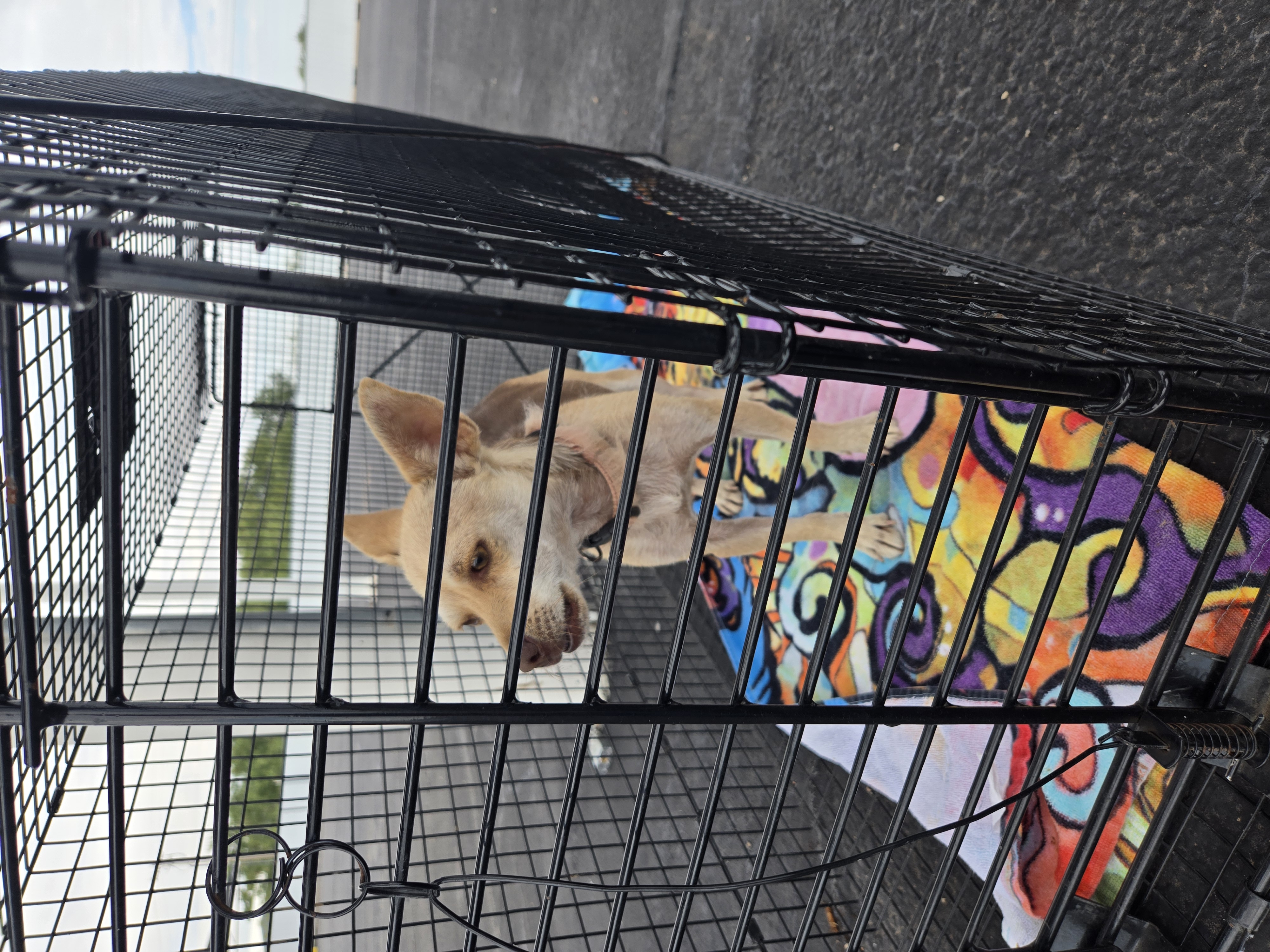 Dog Box Trap