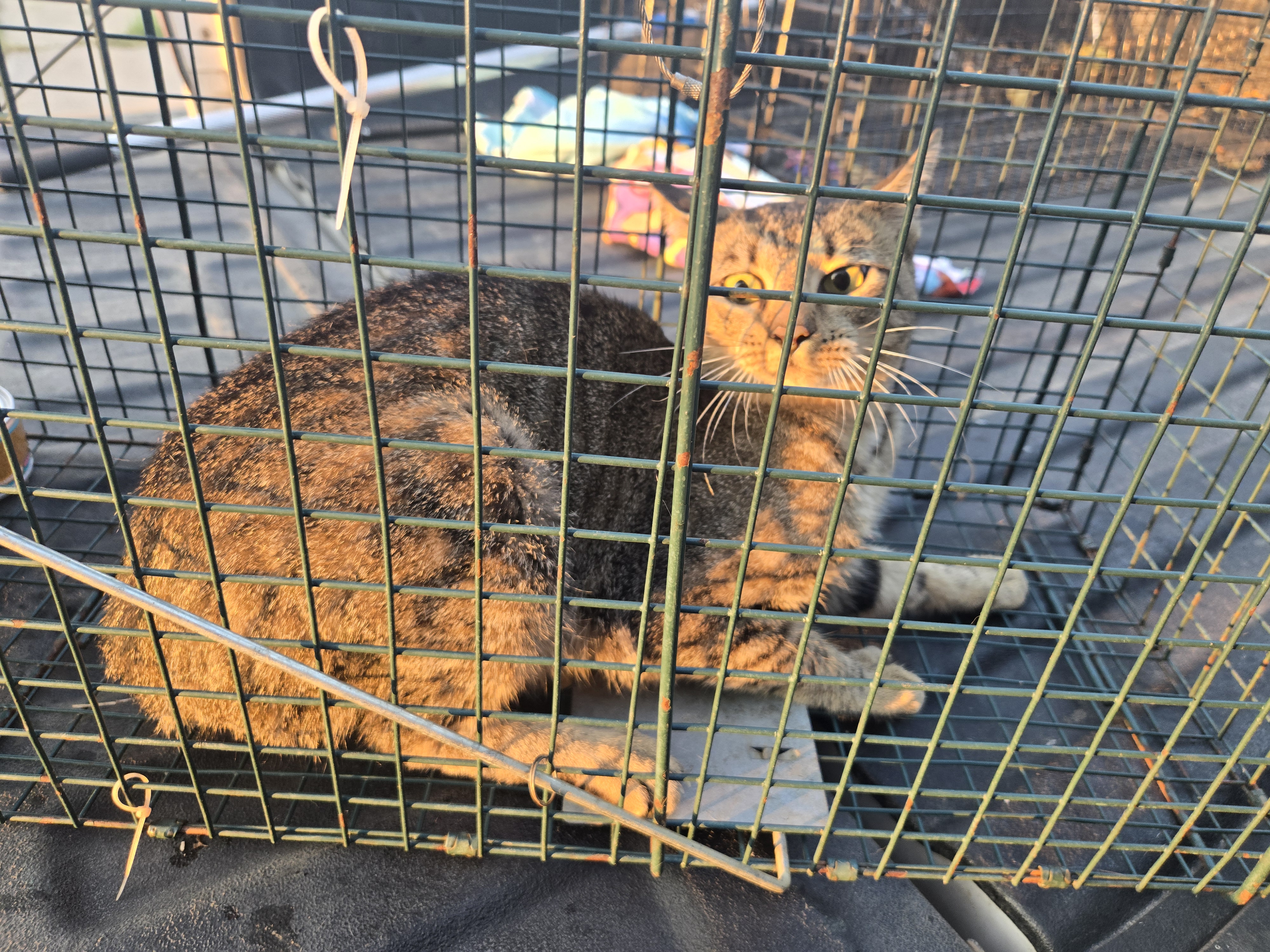 Community Cat TNR