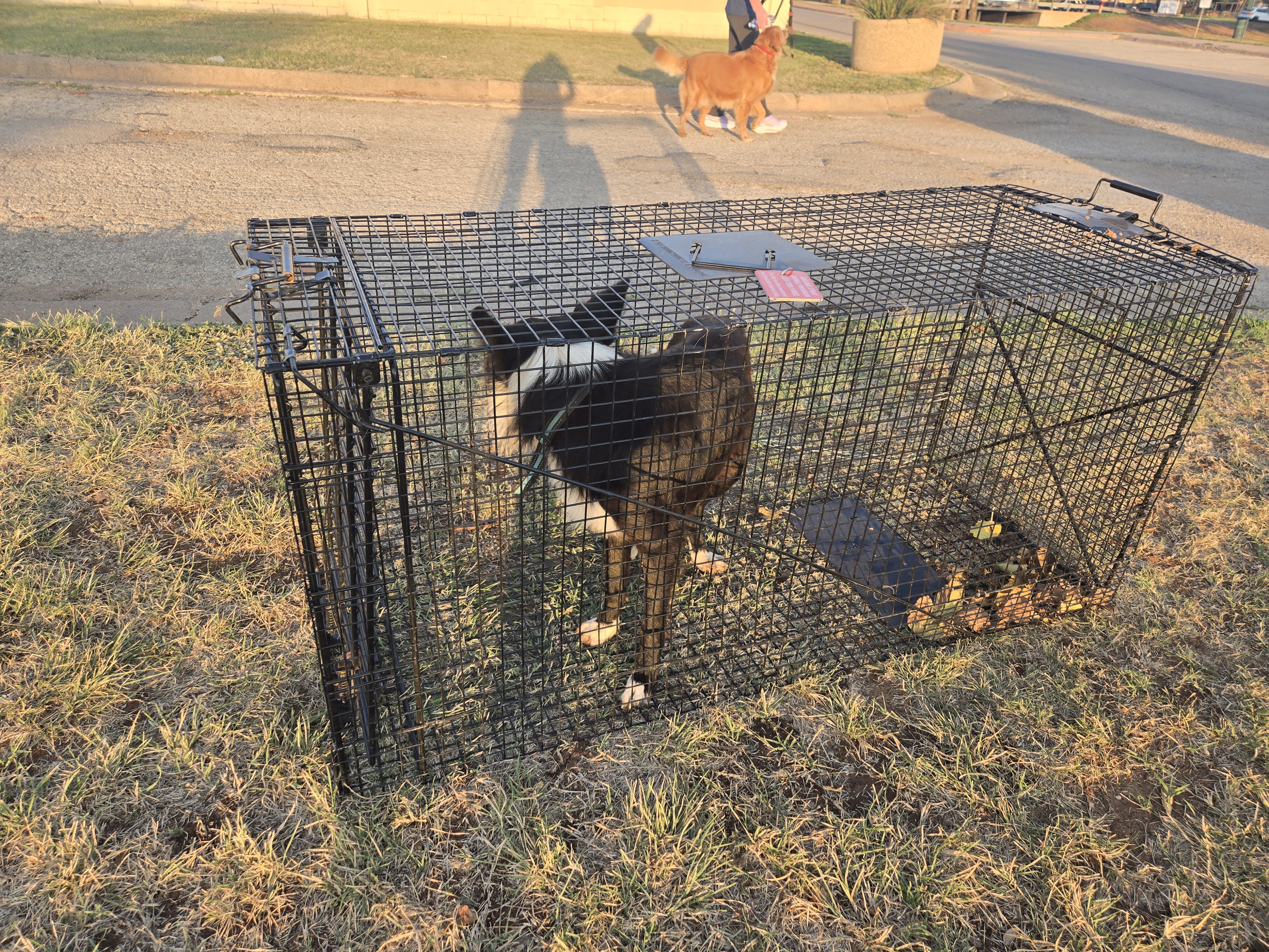 Dog Box Trap