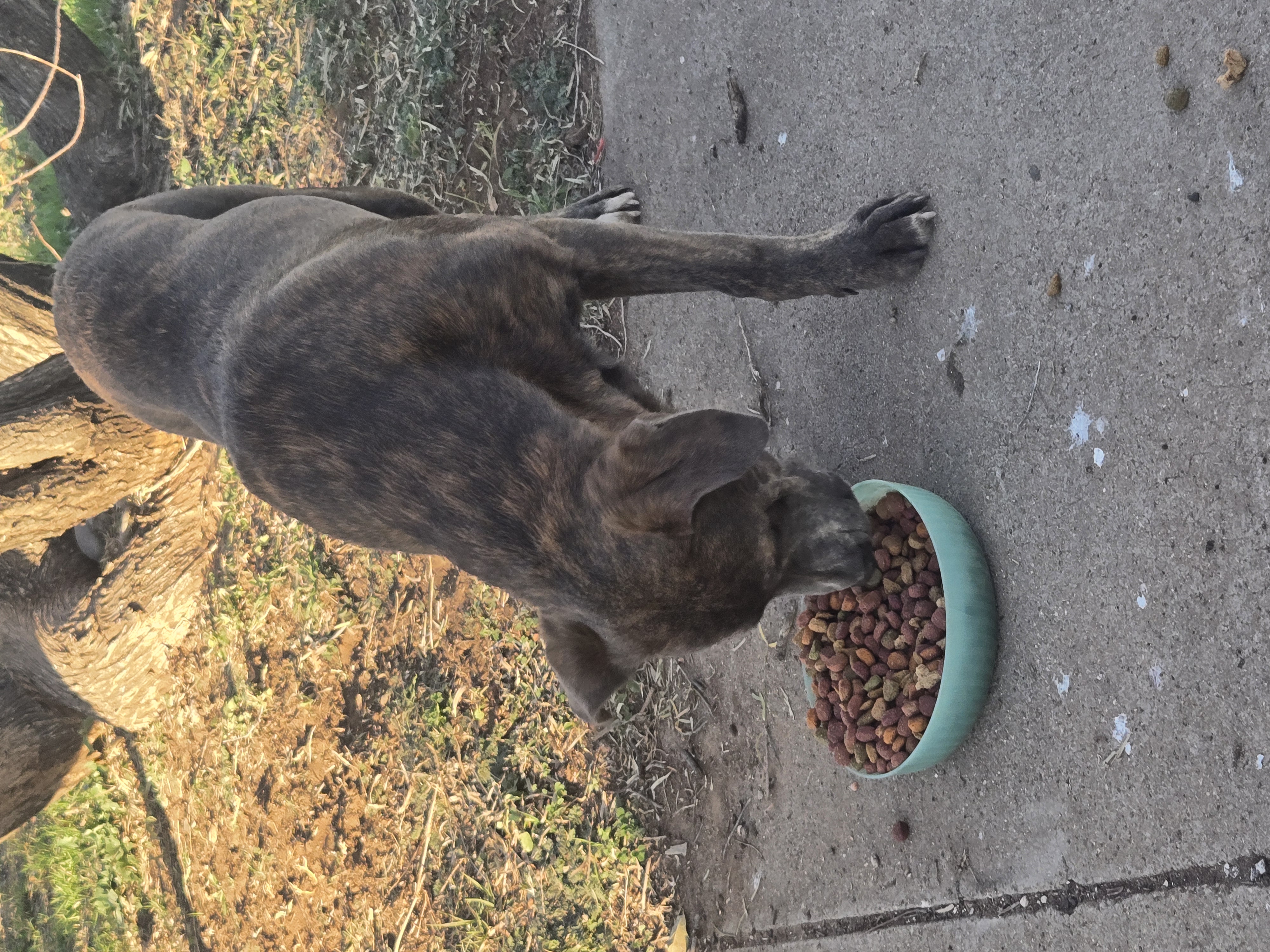 Stray Dog